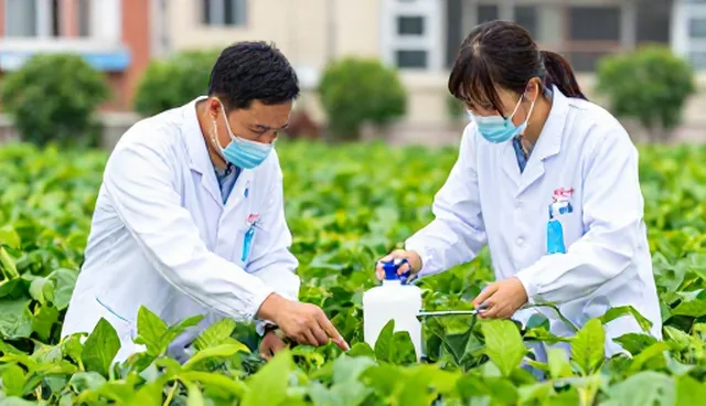 杀虫剂使用误区及种植技术指导策略